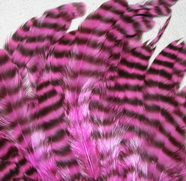 ������� ���� Hen feathers ������ ���� �������